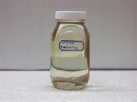 藏品(裙鰭蛇鰻)的圖片